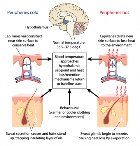 Body temperature control summary